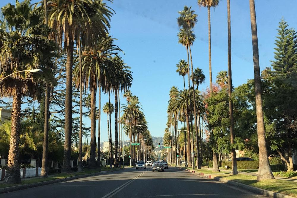 Beverly Hills Palm Trees